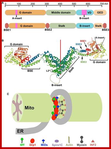 Image result for Mitochondrial fission and fusion