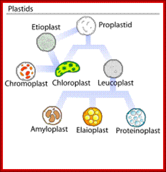 Description: http://upload.wikimedia.org/wikipedia/commons/thumb/8/88/Plastids_types_en.svg/220px-Plastids_types_en.svg.png