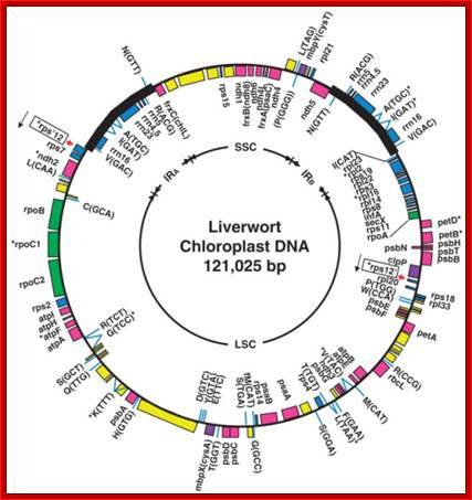 Revised genetic map of the chloroplast genome of the liverwort Marchantia polymorpha. IRa, IRb, SSC and LSC on the inner circle indicate the inverted repeat regions, the small single-copy region and the large single-copy region, respectively. Genes shown inside the map are transcribed clockwise, and those outside are transcribed anticlockwise. Asterisks indicate genes with introns. Genes for tRNAs are indicated by the one-letter amino acid code with the unmodified anticodon. Identified protein genes and rRNA genes are indicated by gene symbols, and the remaining open boxes represent unidentified ORFs. Red arrows indicate the sites of the rps12 trans-splicing gene. Genes are color coded according to their functions:  Photosynthesis and electron transport (rbc, psa, psb, pet, ndh, atp, frx);  Transcription (rpo);  Translation (rpl, rps, rrn, trn);  Miscelleaneous (mbp, chl, clp);  Unidentified ORF.3)6)