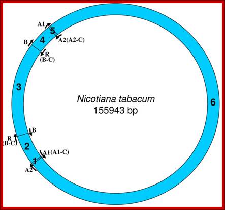 Description: http://www.biomedcentral.com/content/figures/1471-2164-10-237-1.jpg