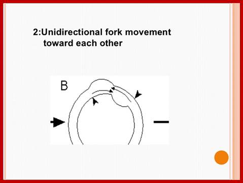 Image result for Plastid DNA replication