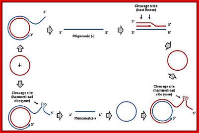 Image result for Replication chloroplast DNA