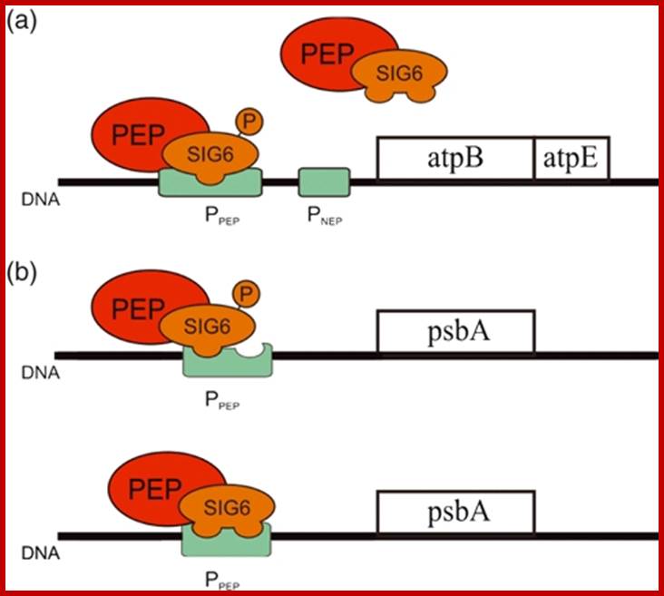 Image result for PEP-A, PEP coded RNAP complex