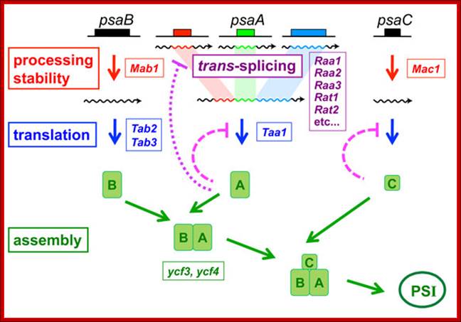 Description: http://www.molbio.unige.ch/img/goldschmidt-clermont/mgc-fig1.jpg