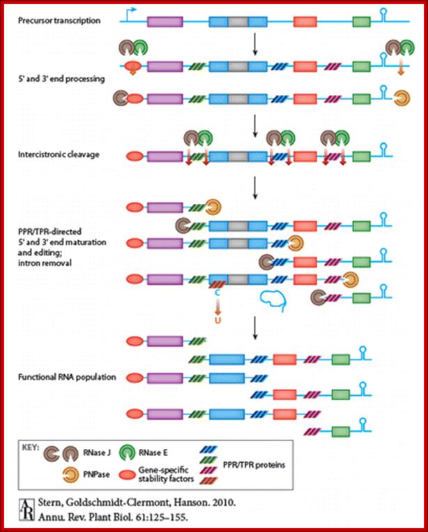 Description: http://www.annualreviews.org/na101/home/literatum/publisher/ar/journals/content/arplant/2010/arplant.2010.61.issue-1/annurev-arplant-042809-112242/production/images/medium/pp610125.f1.gif