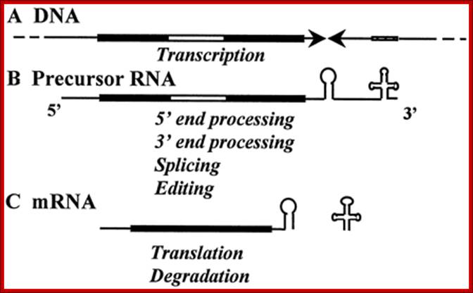 Description: Fig. 1.