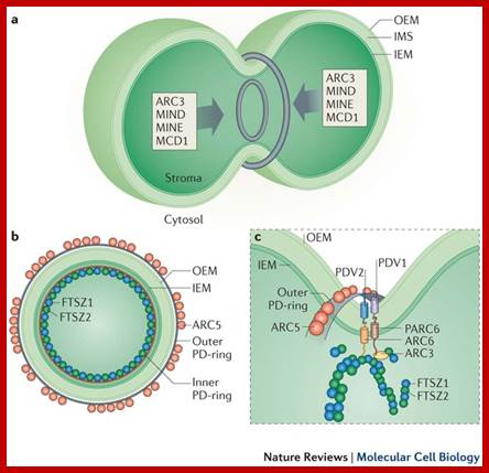 Image result for bacterial and plastid divisions- comparison