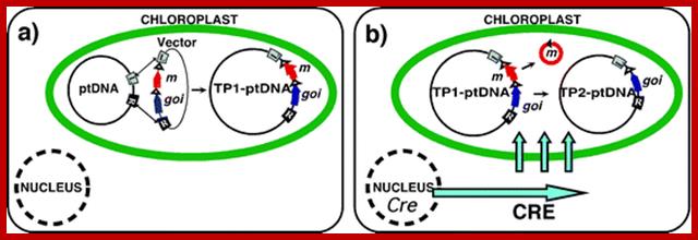 Image result for Homologous recombination yields transformed plastid genomes