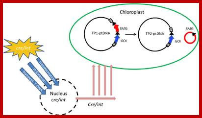 Figure 7. Marker gene excision from the plastid genome by Cre or Int site-specific recombinases [137]. A site-specific recombinase gene ( cre / int ) introduced into the nucleus by transformation, pollination or transient Agroinfiltration, encodes a plastid-targeted recombinase that excises selectable marker gene (SMG) from TP1-ptDNA after import into plastids. Excision of the marker gene by phage recombinases via the target sites (black triangles) yields marker-free TP2-ptDNA carrying only the gene of interest (GOI) and one recombinase recognition sequence [141, 142, 143]. 
                