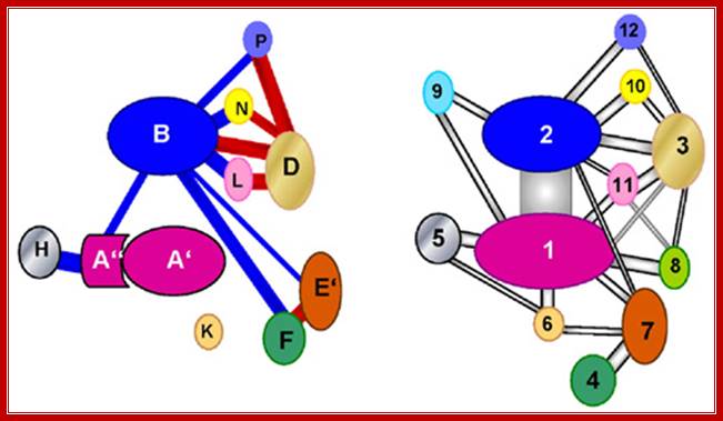 Comparison of interaction networks in the archaeal and eukaryotic RNAP