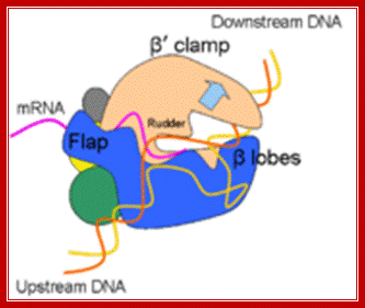 http://rationalwiki.org/w/images/thumb/6/64/Rna_polymerase_features.png/180px-Rna_polymerase_features.png