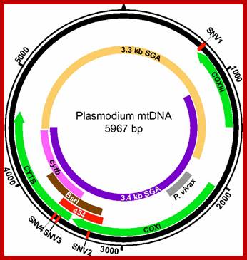 Image result for Mitochondrial DNA Plasmodium falciform