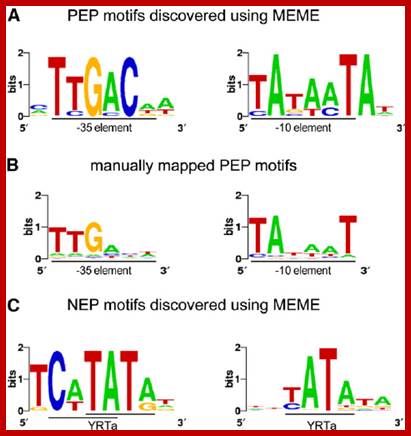 Image result for PEP motif discovered using MEME