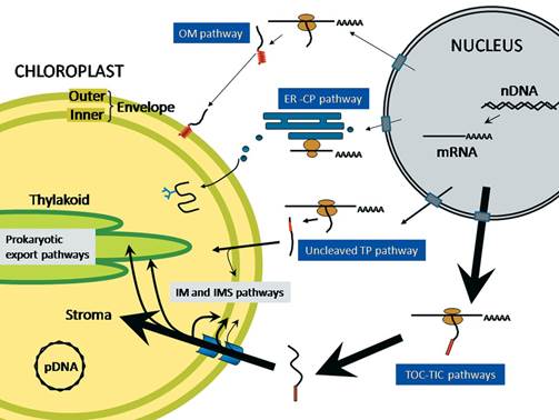 Image result for Interaction of factors between Nucleus and plastids