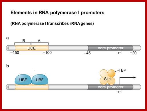 Image result for RNA polymerase I promoter