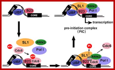 Image result for rRNA transcription quantification