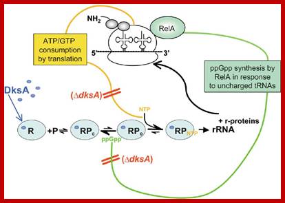 Image result for Regulation of rRNA transcription