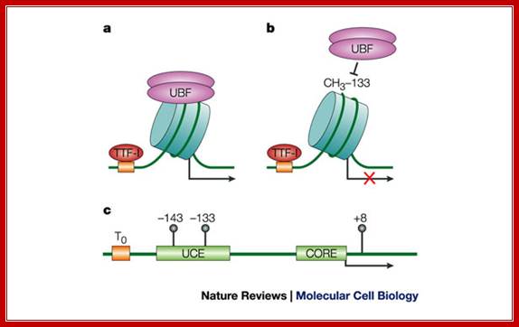 Epigenetic silencing of RNA polymerase I transcription