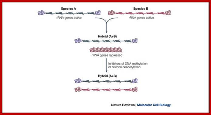 Epigenetic silencing of RNA polymerase I transcription