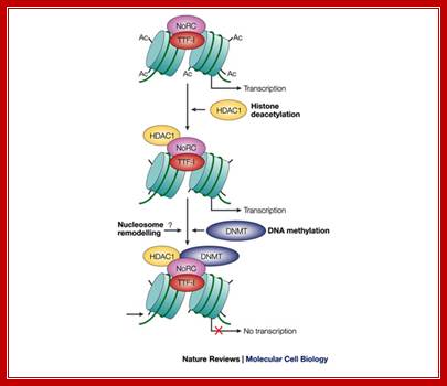 Epigenetic silencing of RNA polymerase I transcription