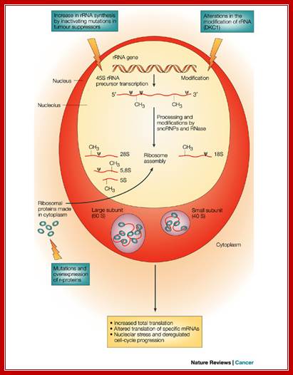 Does the ribosome translate cancer?