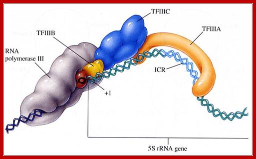 [RNA_polymerase_III_complex.jpg]