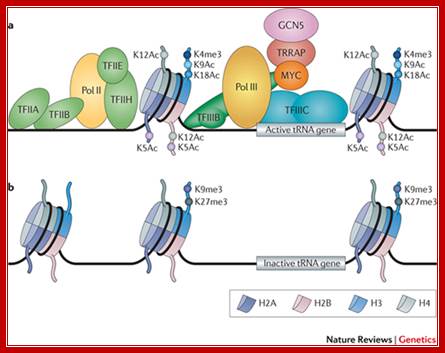 Transcription by RNA polymerase III: more complex than we thought