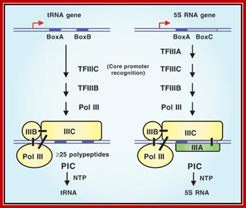 Image result for RNA polymerase III promoter and transcription of 5S RNA