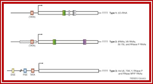 Image result for RNA polymerase III promoter and transcription of 5S RNA