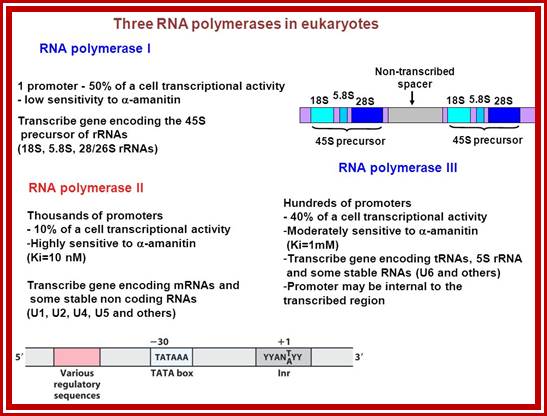 Image result for RNA polymerase III promoter and transcription of 5S RNA