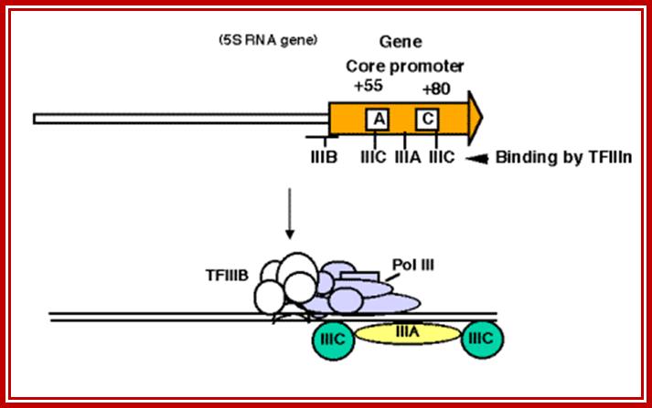 Image result for RNA polymerase III promoter and transcription of 5S RNA