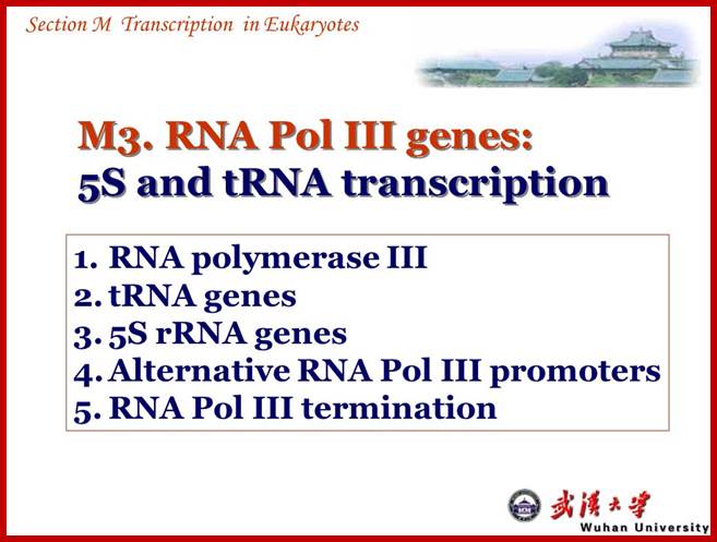 Image result for RNA polymerase III promoter and transcription of 5S RNA