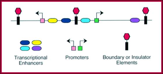 Description: http://www.zoology.ubc.ca/~bio463/images/DNAelements.gif