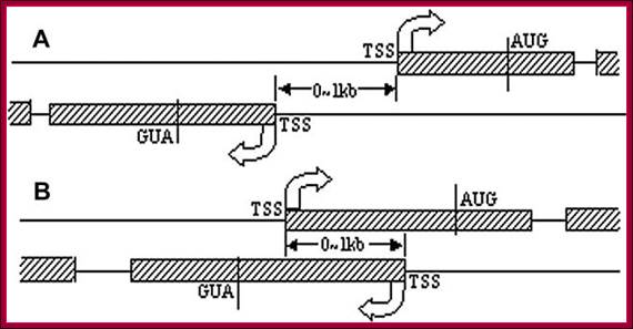 A Schematic Illustration of Head-to-Head Gene Organization