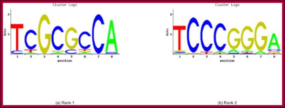 Sequence logos for bidirectional promoters. Sequence logos corresponding to the word-based clusters of the top 2 overrepresented words of the bidirectional promoters. Rank 1 (a) is corresponding to the word TCGCGCCA, while Rank 2 (b) refers to TCCCGGGA.