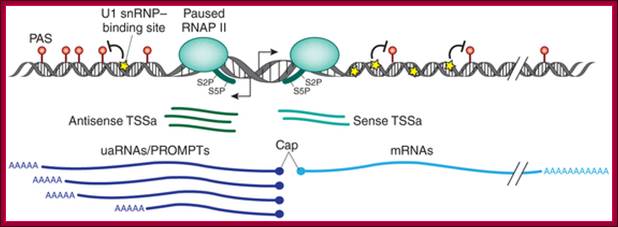 Polyadenylation signals and U1 snRNP-binding sites surrounding the TSS control transcriptional directionality.