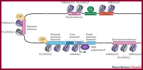 Description: http://www.nature.com/nrg/journal/v12/n4/images/nrg2957-f1.jpg