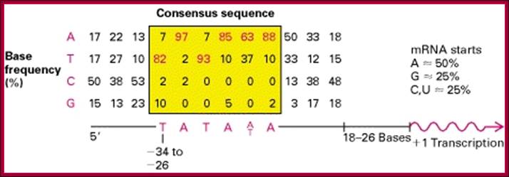 Description: Figure 10-30. Comparison of nucleotide sequences upstream of the start site in 60 different vertebrate protein-coding genes.