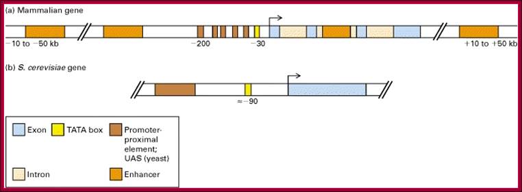 Description: Figure 10-34. General pattern of cis-acting control elements that regulate gene expression in yeast and multicellular organisms (invertebrates, vertebrates, and plants).