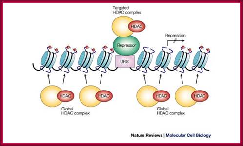 Histone acetylation and deacetylation in yeast