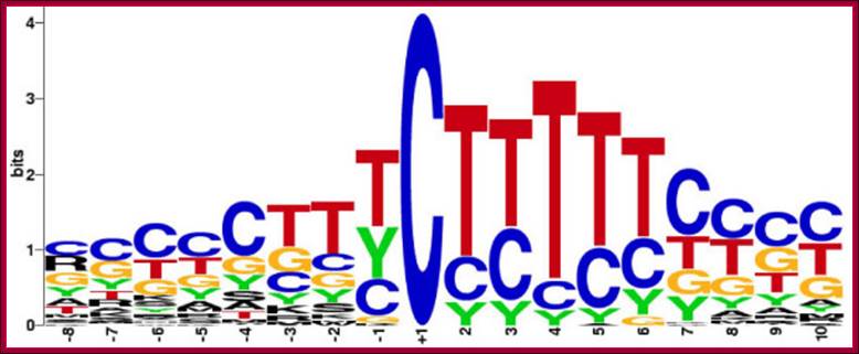 http://www.biomedcentral.com/content/figures/1471-2148-5-15-4.jpg