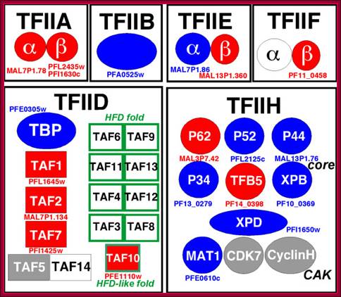 http://www.biomedcentral.com/content/figures/1471-2164-6-100-1.jpg