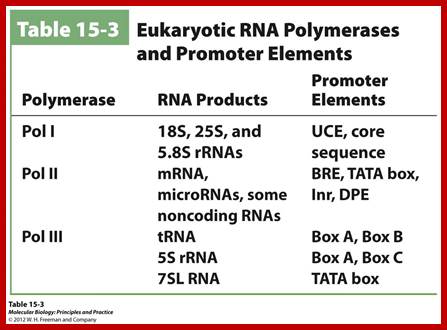 Image result for RNA pol II Promoter elements