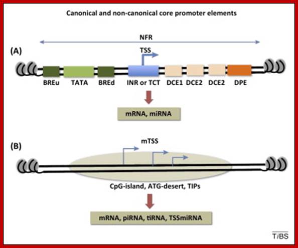 Image result for RNA pol II Promoter elements