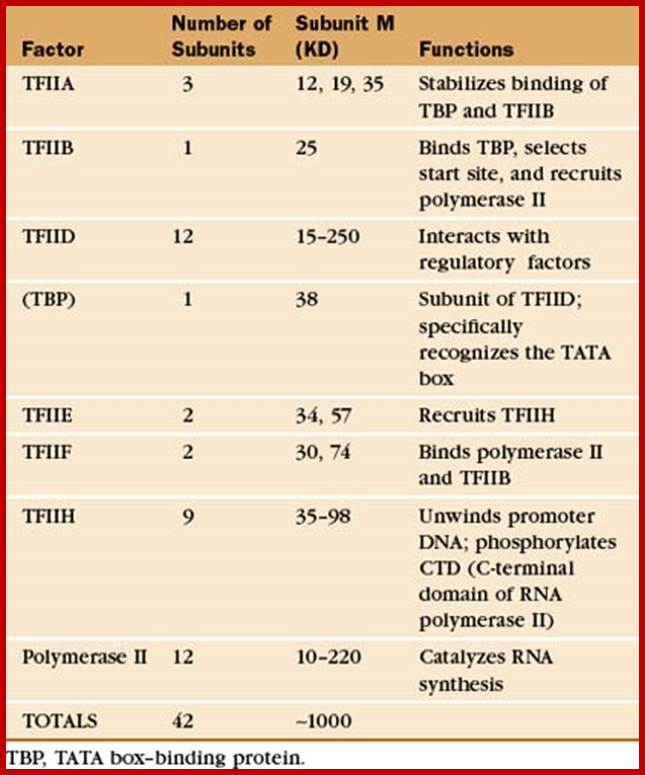 Image result for RNA pol II Promoter elements