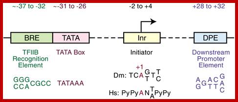 Image result for RNA pol II Promoter 3 elements