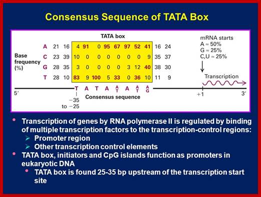 Image result for RNA pol II Promoter TATA elements