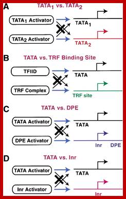 Image result for RNA pol II Promoter components