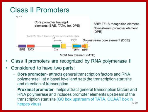 Image result for RNA pol II Promoter elements