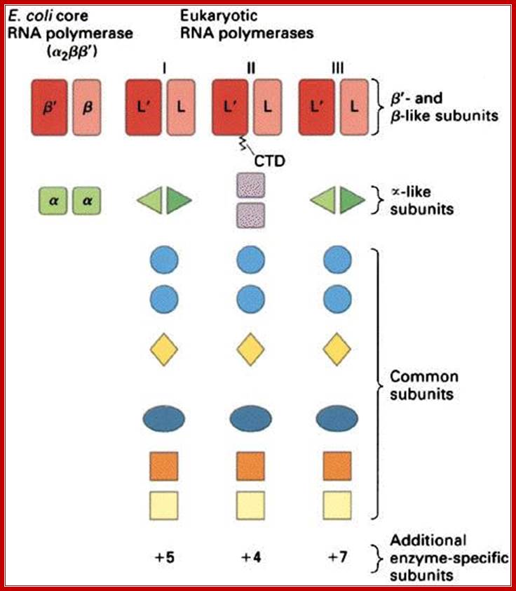 Figure 13-35 from Griffiths et al., 1996